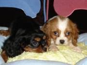 Cavalier King Charles Spaniels 4 xmas