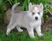 Home Trained Siberian Husky Puppies For Sale