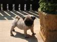 STUNNING PUG PUPPIES. Pug puppies,  Kennel Club....