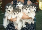 X maxs Alaskan Malamute puppies for sale