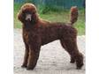 STUNNING Chocolate Standard Poodle at Stud!!!!