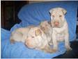 Sharpei puppies! 3 gorgeous boys