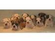 Bulldog Pups / Puppies / Puppys Kc Reg Superb. I HAVE A....