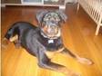 rotweiller puppy 7 months old. beautiful friendly....