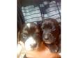 ** stunning basset/collie puppies**