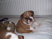 English Bulldog Puppies