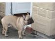 French Bulldog at STUD ( Proven Sire )