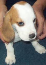 Kc Registered Beagle Puppies Available Now