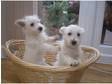 west highland terrier puppies for sale