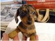 Miniature Dachshund pups