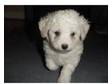 Bichon Frise ready now. 1 boy left he is kc registered....