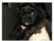 Stunning Shih Chon (shih tzu/Bichon) puppys. I have a....