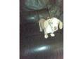 minature dachshund price- 400. minature dachshund....