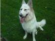 White German Shephard. Absolutely exquisite White German....