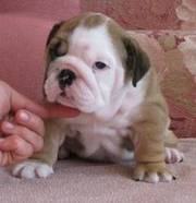 British Bulldog Puppies