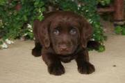 Adorable Labrador retriever puppies ready to go