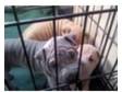 Shar Pei Puppy Dog. Champion Blue blood line male. KC....