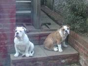 Bulldog pups (olde english) ONLY 1 BOY LEFT