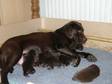 Pedigree KC Registered Labrador Retriever Puppies in Guildford,  Surrey