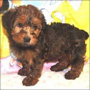 Nice Looking Yorkie-Poo puppies