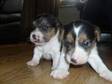 for sale yorkshire terrier x jack russell puppies. We....