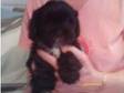 Lhaso Apso puppys for sale,  full pedigree,  kennel club....