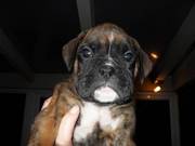 Boxer Puppies