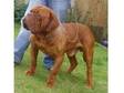 dogue de bordeaux pups. 7 healthy chunky dogue de....