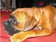 boxer kc reg 7 months (£395). kc reg male boxer red and....