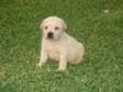 Labrador Retriever Puppies for Sale Labrador Retriever ....