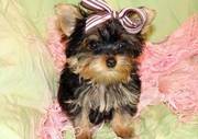 yorkshire terrier