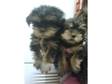 yorkshire terrier puppies