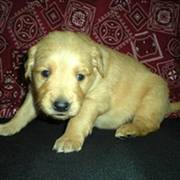 'Gus' Golden Retriever puppy