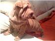 superb quality shar-pei pups