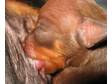 Miniature pinscher puppies just born.BlackTan