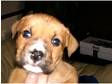 Bull Mastiff X Puppies For Sale