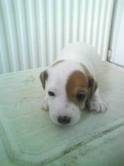 jackrussell pups