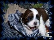 Delightful Shih Tzu Puppies For Xmas