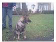 German Shepherd Girl,  8 Month Old. Luna is a lovely....