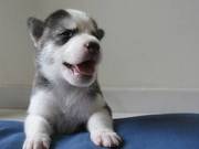 awsome siberian husky puppies