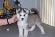 Female Siberian husky for Pet Loving homes