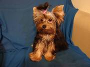 Teddy Bear Yorkshire terrier Puppy