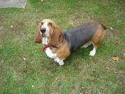 Basset Hound Girl 3 years Old