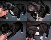 3 Pedigree Staffordshire Bull Terriers (7 weeks old)