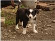 border collie puppies