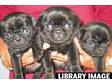 Pug puppies black boys. KC reg,  5 gen ped,  Eastonite....