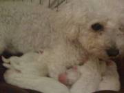 Bichon Puppies For Sale