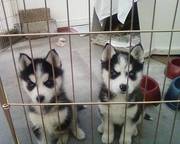 male and female siberian husky puppies