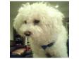 KC reg. Bichon Frise for stud