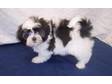 QUALITY,  KC Shih Tzu puppies.. Quality,  KC Shih Tzu....